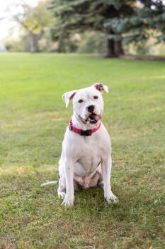Rescue Pit Bull Terrier Dogs for Adoption in Crete, Illinois - Bryce | PetCurious