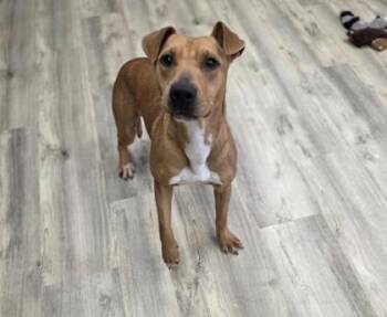 Pit Bull Terrier and Mixed Breed Dogs Available for Adoption in Daytona Beach, Florida - Liberty - 2 | PetCurious
