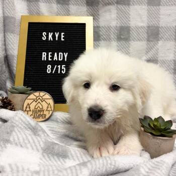 674B (2026) Skye -  Great Pyrenees and Mixed Breed Dog for Adoption in Parker, Colorado - 674B (2026) Skye | PetCurious