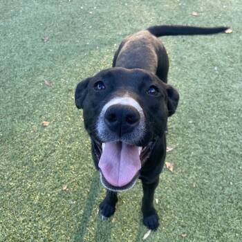 Rescue Black Labrador Retriever Dogs for Adoption in Greensboro, North Carolina - Purcy | PetCurious