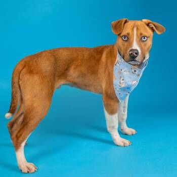 Labrador Retriever and Mixed Breed Dogs Available for Adoption - CHARLIE | PetCurious