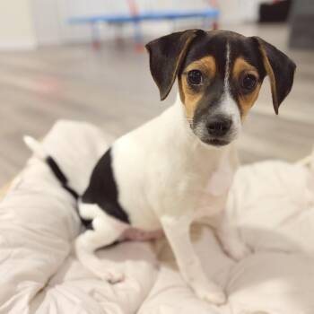Frank-n-Furter -  Mixed Breed Dog for Adoption in Fredericksburg, Virginia - Frank-n-Furter | PetCurious