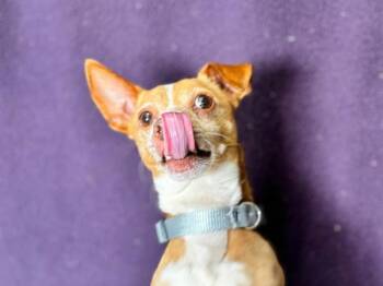 Walt -  Chihuahua Dog for Adoption in Portland, Oregon - Walt | PetCurious