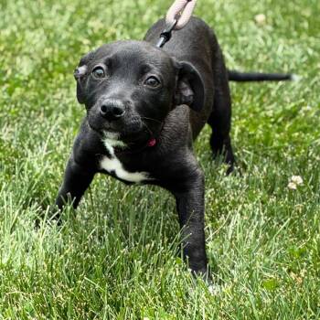 Tumble -  Labrador Retriever Dog Available for Adoption in South Elgin, Illinois - Tumble | PetCurious