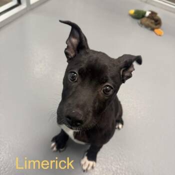 Terrier Dogs Available for Adoption in Hilton Head Island, South Carolina - Limerick | PetCurious