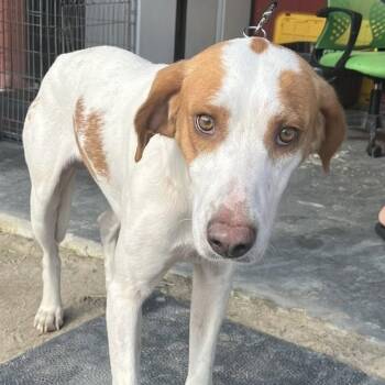 American Foxhound Dogs Available for Adoption - Woody | PetCurious
