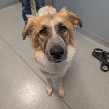 Rescue Australian Shepherd Dogs for Adoption in New Castle, Delaware - Marble | PetCurious