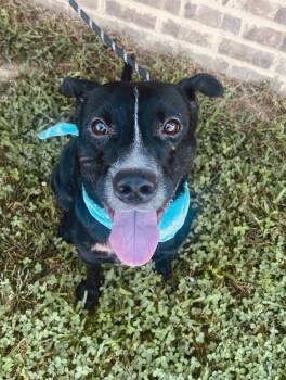 Rescue Labrador Retriever Dogs for Adoption in Dickson, Tennessee - Harley Duke | PetCurious
