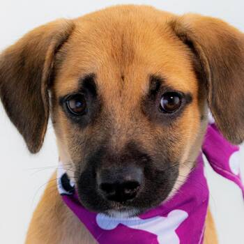 Mixed Breed Dogs Available for Adoption in Mettawa, Illinois - Daphne Big Heart | PetCurious