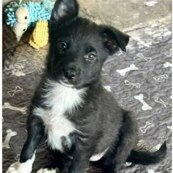 Terrier Dogs Available for Adoption - TWINKLE | PetCurious