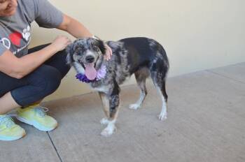 Ambien -  Australian Shepherd Dog for Adoption in Mckinney, Texas - Ambien | PetCurious