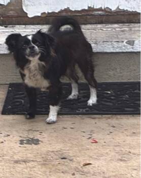 PATTY -  Mixed Breed Dog for Adoption in West Palm Beach, Florida - PATTY | PetCurious