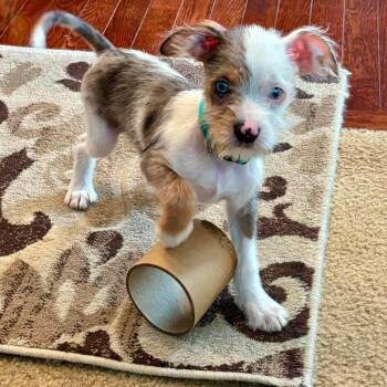 Willy (In Foster) -  Mixed Breed Dog for Adoption in Plainfield, Illinois - Willy (In Foster) | PetCurious