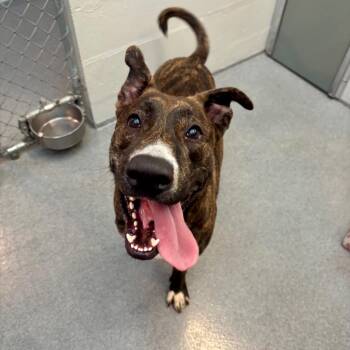 Diggie-Smalls -  Dutch Shepherd and Mixed Breed Dog for Adoption in Evansville, Indiana - Diggie-Smalls | PetCurious