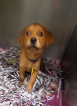 Beagle and Mixed Breed Dogs Available for Adoption in St. Louis, Missouri - GOLLUM | PetCurious