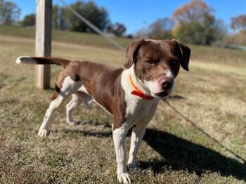 Rescue Mixed Breed Dogs for Adoption in Maryville, Tennessee - Rock | PetCurious