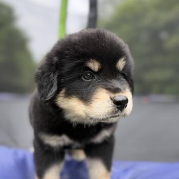 Shepherd Dogs Available for Adoption in Fosters, Alabama - TONI TUMBLEWEED  | PetCurious