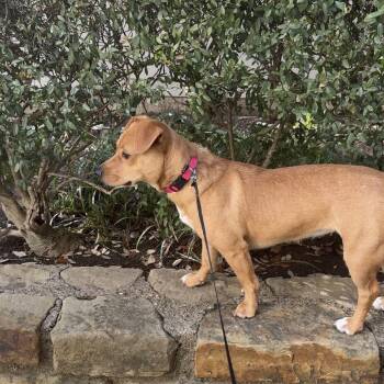 Terrier Dogs Available for Adoption - Pea (New Digs) | PetCurious