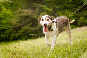 Rescue Labrador Retriever and Mixed Breed Dogs for Adoption in Gradyville, Kentucky - Snowbelle | PetCurious