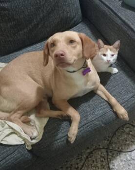 Yellow Labrador Retriever Dogs Available for Adoption - Velvet | PetCurious