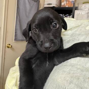 Mixed Breed Dogs Available for Adoption in Pekin, Illinois - Nate | PetCurious