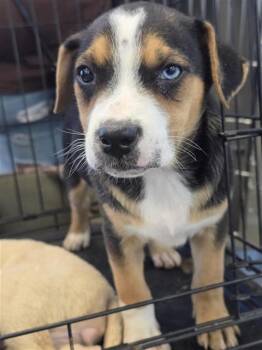 Labrador Retriever Dogs Available for Adoption - NAVY | PetCurious