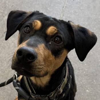Mixed Breed Dogs Available for Adoption in Las Cruces, New Mexico - 106519 | PetCurious