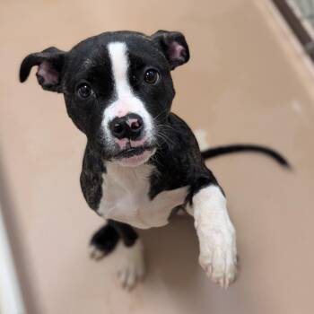 Boxer and Mixed Breed Dogs Available for Adoption - Elsie | PetCurious