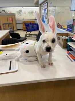 Mixed Breed Dogs Available for Adoption in West Chester, Pennsylvania - Meatball | PetCurious