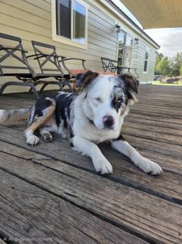 Paris -  Mixed Breed Dog for Adoption in Polk City, Florida - Paris | PetCurious