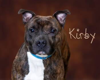 Kirby -  Pit Bull Terrier Dog for Adoption in Somerset, Pennsylvania - Kirby | PetCurious