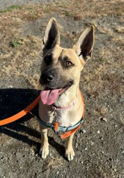 Rescue Belgian Shepherd Malinois and Boxer Dogs for Adoption in Elizabethtown, New York - Ruby | PetCurious