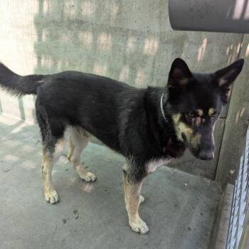 German Shepherd Dog Dogs Available for Adoption in Pasadena, California - Barney | PetCurious