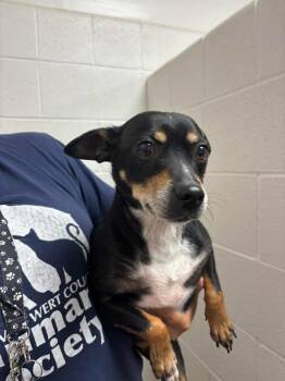 Miniature Pinscher Dogs Available for Adoption in Van Wert, Ohio - Randall | PetCurious