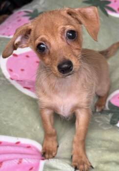 Lucky -  Dachshund and Chihuahua Dog for Adoption in Yuba City, California - Lucky | PetCurious