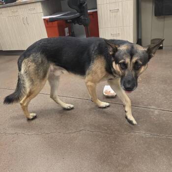 Pretty Boy -  German Shepherd Dog Dog for Adoption in Chattanooga, Tennessee - Pretty Boy | PetCurious