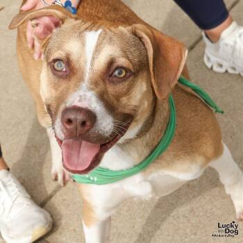 Rescue Shepherd and Boxer Dogs for Adoption in Washington, District Of Columbia - Sport | PetCurious