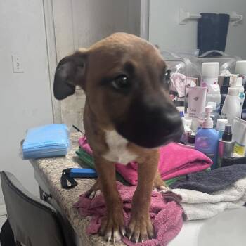 Anni-frid -  Staffordshire Bull Terrier and Black Labrador Retriever Dog for Adoption in Melrose, Florida - Anni-frid | PetCurious