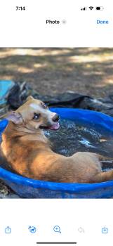 Rescue Mixed Breed Dogs for Adoption in York, Pennsylvania - Biscuit | PetCurious