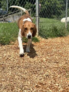 Benny -  Hound Dog for Adoption in Silver Spring, Maryland - Benny | PetCurious