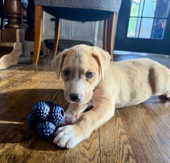 Manicotti -  Labrador Retriever and Foxhound Dog for Adoption in Greenlawn, New York - Manicotti | PetCurious