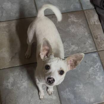 Tito -  Chihuahua Dog for Adoption in Santa Ana, California - Tito | PetCurious