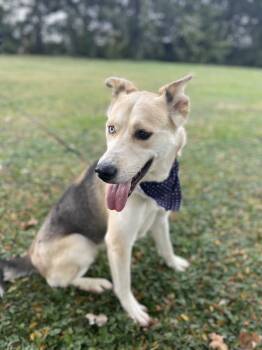 Rescue Husky Dogs for Adoption in Upper Sandusky, Ohio - Sissy | PetCurious