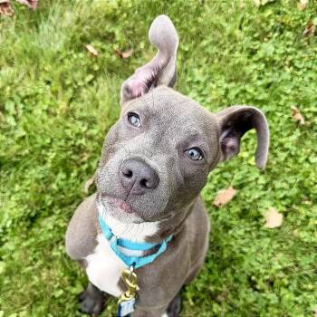 Jerry -  Mixed Breed Dog for Adoption in Bangall, New York - Jerry | PetCurious