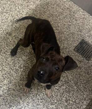 Ruffer -  Mixed Breed Dog for Adoption in Westland, Michigan - Ruffer | PetCurious