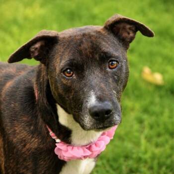 (Dakota)Chastine -  Catahoula Leopard Dog and Mixed Breed Dog for Adoption in Pine Bluff, Arkansas - (Dakota)Chastine | PetCurious