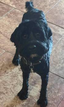 Nimbus -  Miniature Poodle and Cocker Spaniel Dog for Adoption in San Tan Valley, Arizona - Nimbus | PetCurious