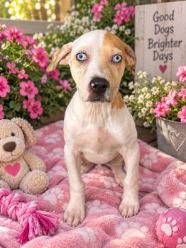 Cherie -  Beagle and Terrier Dog for Adoption in Wanaque, New Jersey - Cherie | PetCurious