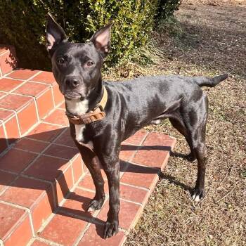 Rescue Black Labrador Retriever Dogs for Adoption in Dayton, Tennessee - Macklin | PetCurious