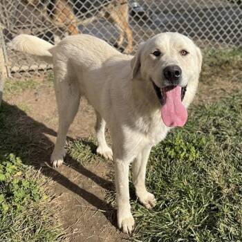 Rescue Great Pyrenees Dogs for Adoption in Modesto, California - SCORPIO | PetCurious